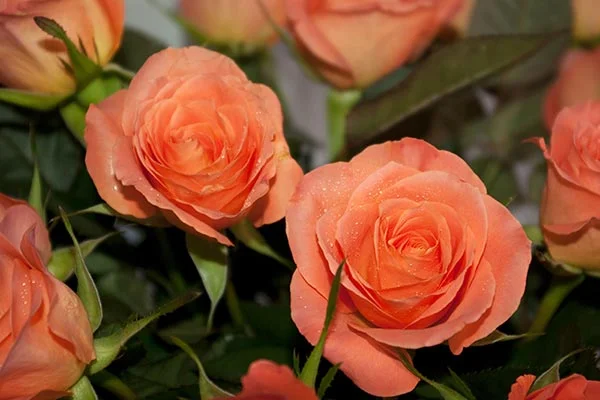 Rosas de cor salmão